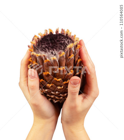 Dry flower, Protea bud, floral plant in ahnds isolated on white 110564085