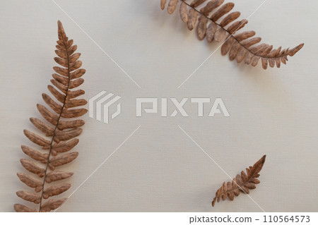 Dry fern leaves on a light background with space for text. Dry fern leaves on a light background with space for text. 110564573