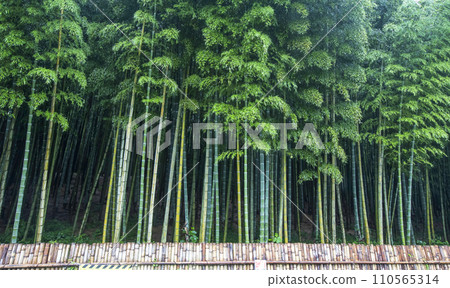 bamboo forest with bamboo 110565314