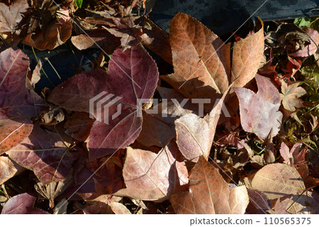 枯葉落葉 110565375