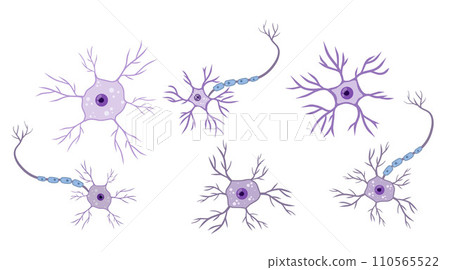Brain neuron symbol. Neural cell - medical body health. Physiology structure and system, human anatomy and biology. Scientific biological nervous organ 110565522