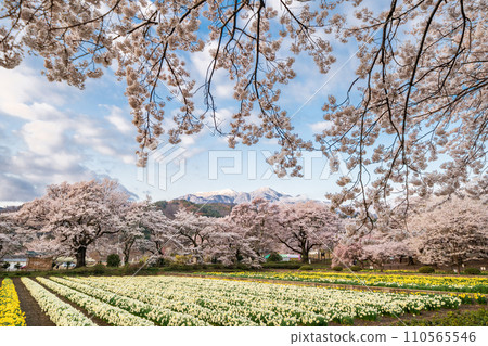 Cherry blossoms and approximately 80,000 trumpet daffodils at Jissoji Temple in Yamanashi Prefecture 110565546