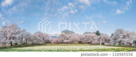 山梨縣實相寺的櫻花和約 80,000 株喇叭水仙花 山梨縣實相寺的櫻花和約 80,000 株喇叭水仙花 110565558