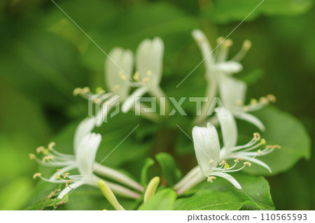 春天的森林場景,金銀花在新鮮的綠色植物中綻放 春天的森林場景,金銀花在新鮮的綠色植物中綻放 110565593