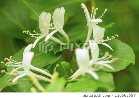 春天的森林場景,金銀花在新鮮的綠色植物中綻放 春天的森林場景,金銀花在新鮮的綠色植物中綻放 110565597