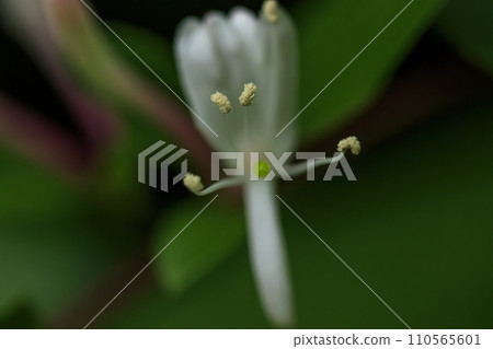 Spring forest scene, honeysuckle flowers blooming in fresh greenery Spring forest scene, honeysuckle flowers blooming in fresh greenery 110565601
