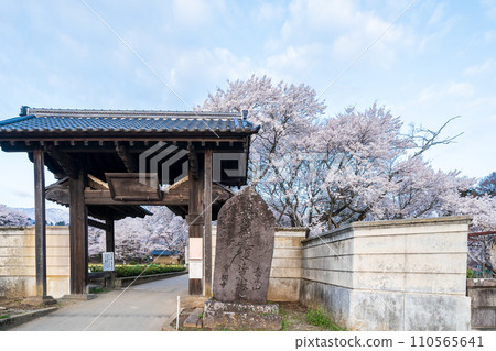 「山梨縣」實相寺三門山高神代櫻花 「山梨縣」實相寺三門山高神代櫻花 110565641
