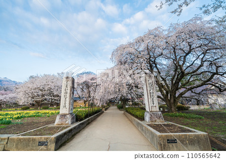 「山梨縣」實相寺三門山高神代櫻花 「山梨縣」實相寺三門山高神代櫻花 110565642
