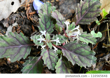 The beautiful Nishikigoromo seen in Rokko has purple veins on its leaves and several white flowers blooming between the leaves. 110565648