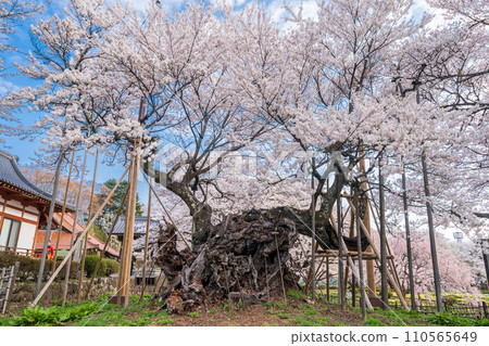 "Yamanashi Prefecture" Yamataka Jindai Cherry Blossoms - Japan's first designated natural monument 110565649