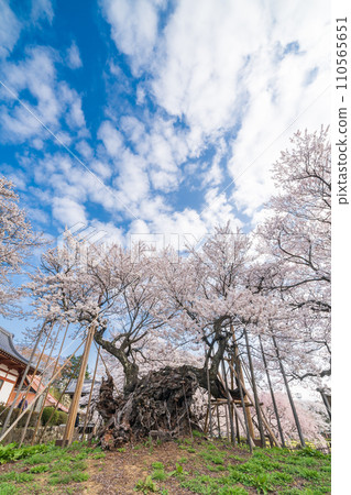 "Yamanashi Prefecture" Yamataka Jindai Cherry Blossoms - Japan's first designated natural monument 110565651