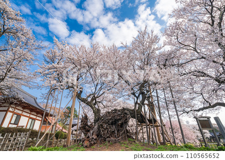 "Yamanashi Prefecture" Yamataka Jindai Cherry Blossoms - Japan's first designated natural monument "Yamanashi Prefecture" Yamataka Jindai Cherry Blossoms - Japan's first designated natural monument 110565652