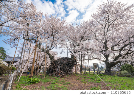 "Yamanashi Prefecture" Yamataka Jindai Cherry Blossoms - Japan's first designated natural monument 110565655