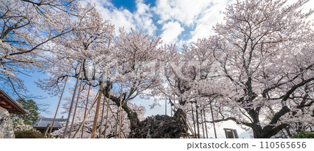 "Yamanashi Prefecture" Yamataka Jindai Cherry Blossoms - Japan's first designated natural monument 110565656