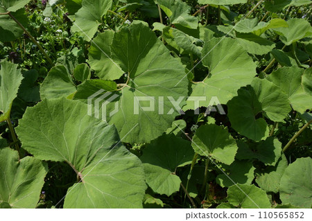 自然生長的日本款冬 110565852