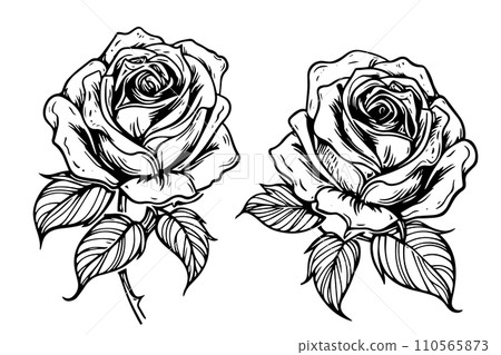 Set of rose flower hand drawn ink sketch. Engraving style vector illustration. Set of rose flower hand drawn ink sketch. Engraving style vector illustration. 110565873