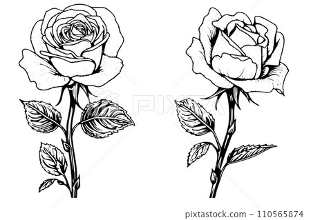 Set of rose flower hand drawn ink sketch. Engraving style vector illustration. Set of rose flower hand drawn ink sketch. Engraving style vector illustration. 110565874