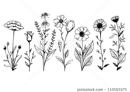 Hand drawn ink sketch of meadow wild flower set. Engraved style vector illustration. Hand drawn ink sketch of meadow wild flower set. Engraved style vector illustration. 110565875