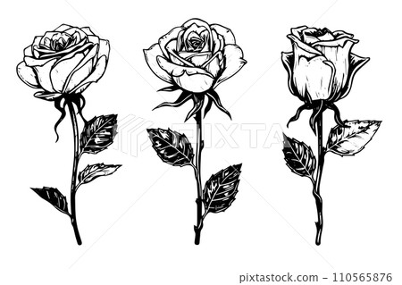 Set of rose flower hand drawn ink sketch. Engraving style vector illustration. Set of rose flower hand drawn ink sketch. Engraving style vector illustration. 110565876
