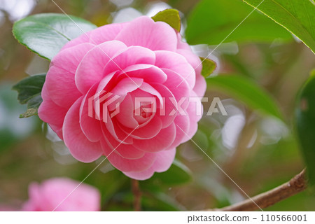 美麗的粉紅山茶花“乙梅椿” 110566001