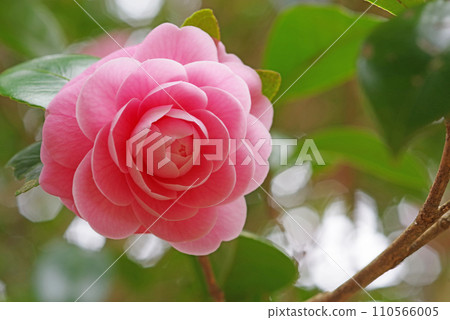 Beautiful pink camellia "Otometsubaki" Beautiful pink camellia "Otometsubaki" 110566005