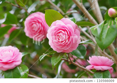 Beautiful pink camellia "Otometsubaki" 110566009