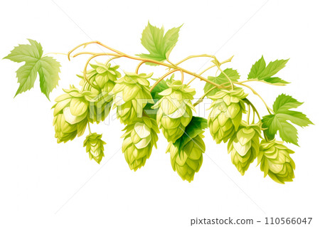 Macro closeup of green ripe hop cones isolated on white background. Branch of hop cones for making beer and bread Macro closeup of green ripe hop cones isolated on white background. Branch of hop cones for making beer and bread 110566047