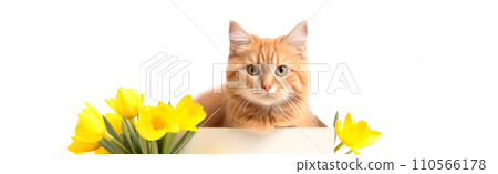 Cute ginger cat with yellow tulips isolated on white background. Cute ginger cat with yellow tulips isolated on white background. 110566178
