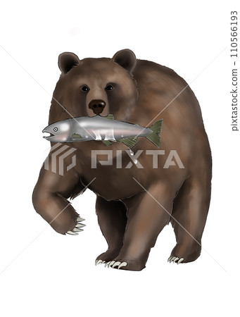 棕熊嘴裡叼著鮭魚 棕熊嘴裡叼著鮭魚 110566193