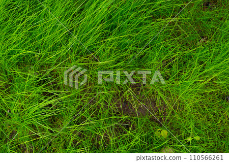 Green grass texture background Top view of bright grass garden Idea concept used for making green backdrop, lawn for training football pitch, Grass Golf Courses green lawn pattern textured background. Green grass texture background Top view of bright grass garden Idea concept used for making green backdrop, lawn for training football pitch, Grass Golf Courses green lawn pattern textured background. 110566261