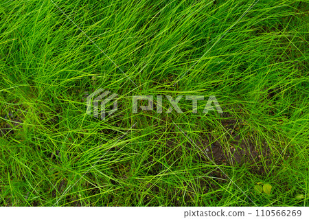 Green grass texture background Top view of bright grass garden Idea concept used for making green backdrop, lawn for training football pitch, Grass Golf Courses green lawn pattern textured background. 110566269
