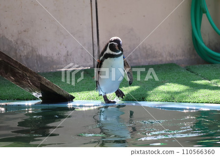 Scenery with a single Magellanic penguin looking into the zoo pool Scenery with a single Magellanic penguin looking into the zoo pool 110566360