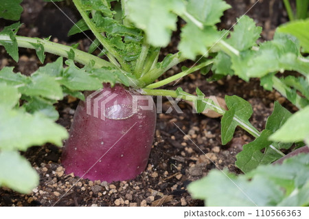 Scenery of a radish called Juicy Murasaki, with reddish-purple fruits peeking out from a field of green leaves and soil. Scenery of a radish called Juicy Murasaki, with reddish-purple fruits peeking out from a field of green leaves and soil. 110566363