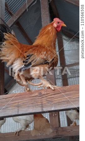 A photo of a bantam on a tree 110566508