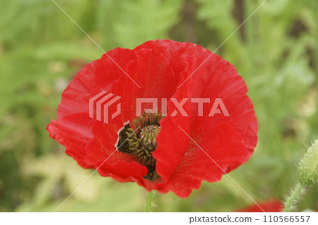 冰島罌粟 110566557