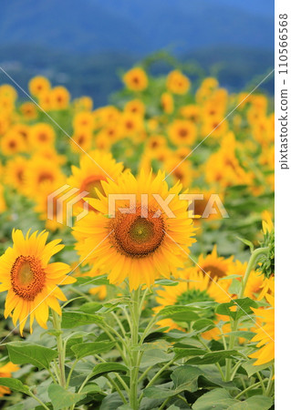 Sunflower field in full bloom in the mountains in summer (Hokuto City, Yamanashi Prefecture, Japan) Sunflower field in full bloom in the mountains in summer (Hokuto City, Yamanashi Prefecture, Japan) 110566568