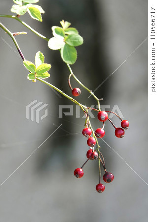 A wild rose tree with drooping red berries in winter in January 110566717