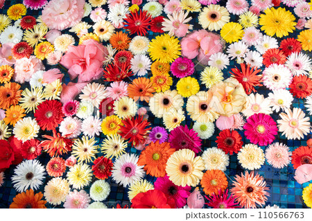 Colorful flowers floating in the water basin Colorful flowers floating in the water basin 110566763