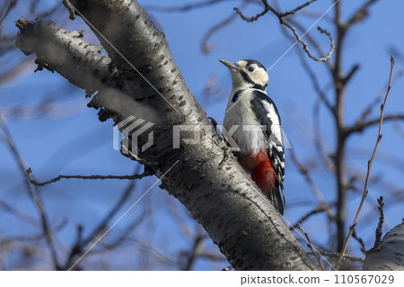 Great Spotted Woodpecker Busy on a Tree Great Spotted Woodpecker Busy on a Tree 110567029