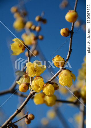 Blue sky and yellow Japanese allspice flowers Blue sky and yellow Japanese allspice flowers 110567221