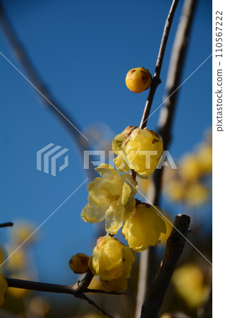Blue sky and yellow Japanese allspice flowers 110567222