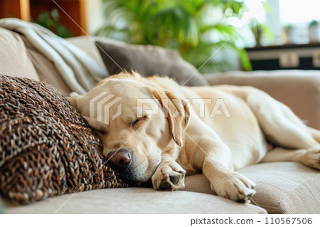 AI-generated content. Labrador Retriever dog napping on cushion indoors 110567506