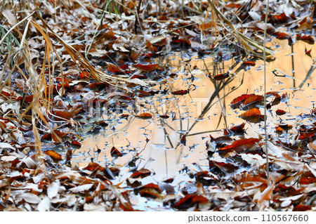 Waterside winter scenery, fallen leaves, wetland, nature observation Waterside winter scenery, fallen leaves, wetland, nature observation 110567660