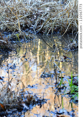 Waterside winter scenery, wetlands, nature observation Waterside winter scenery, wetlands, nature observation 110567773