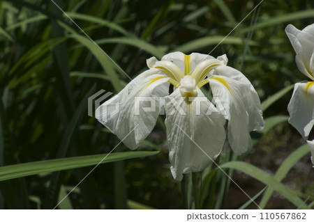 哈娜莎華 110567862