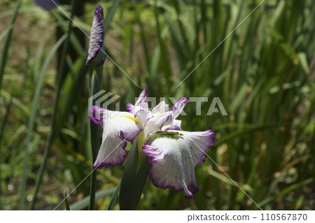 哈娜莎華 110567870