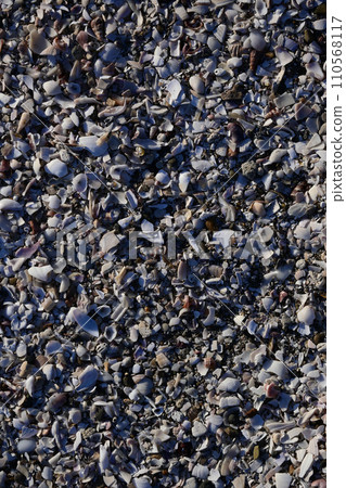 Many seashells scattered on the sandy beach Many seashells scattered on the sandy beach 110568117