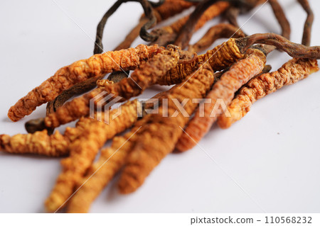 Cordyceps sinensis or Ophiocordyceps sinensis isolated on white background, mushroom herb treatment medicine. 110568232