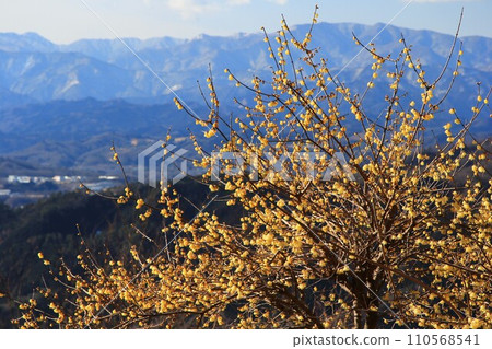 Hodosan in Chichibu, yellow roubai flowers that shine against the blue sky 110568541
