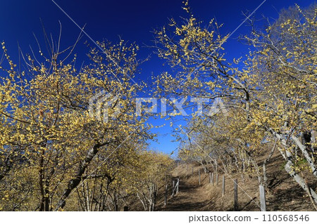 Hodosan in Chichibu, yellow roubai flowers that shine against the blue sky 110568546